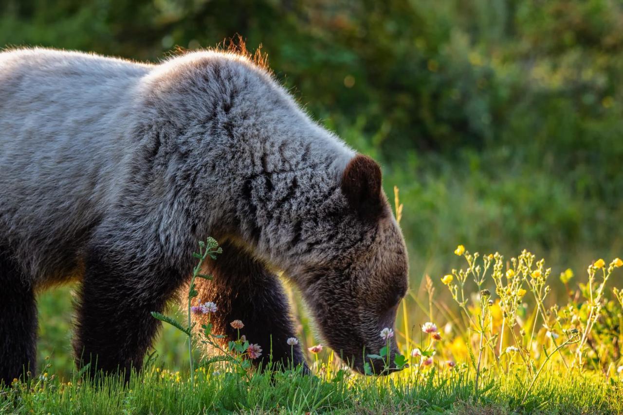 Mount Engadine Lodge Kananaskis Екстериор снимка