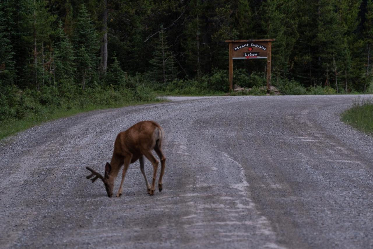 Mount Engadine Lodge Kananaskis Екстериор снимка